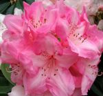 Taranaki Rhododendron & Garden festival 